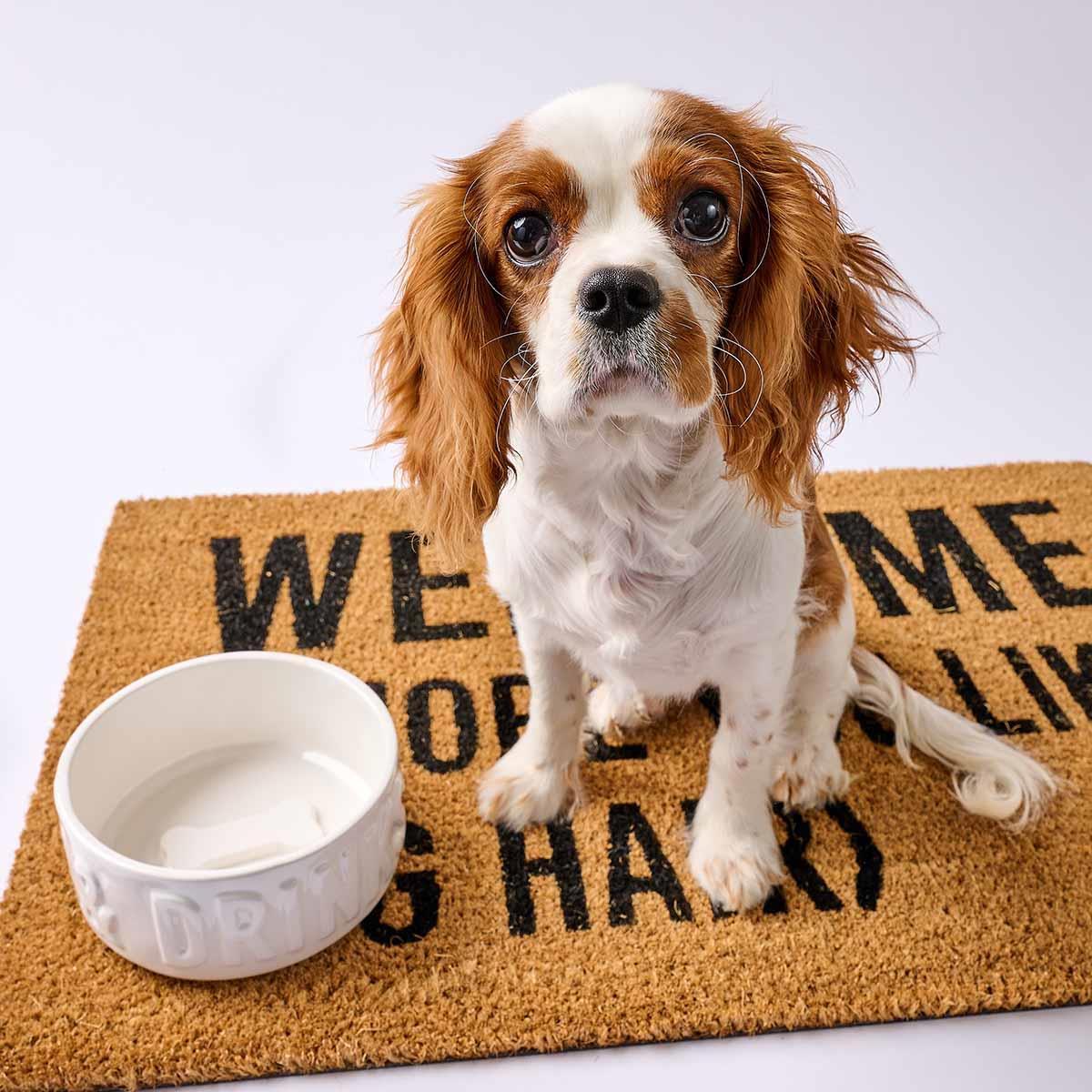 Dinner and Drinks Dog Bowl Set - Mud Pie